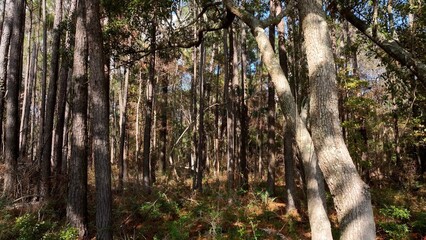 Dense natural forest woodlands with palm trees and live oaks in Francis Marion National Forest in...