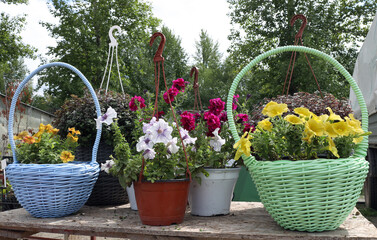 Fototapeta na wymiar various blooming petunias in plastic pots and wicker flowerpots on the table