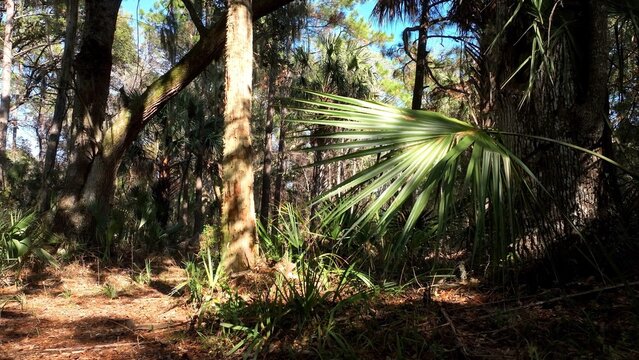 Dense natural forest woodlands with palm trees and live oaks in Francis Marion National Forest in South Carolina Low Country beside the intercoastal waterway