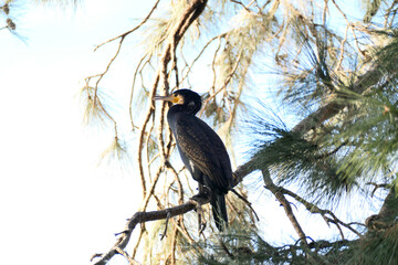 Great cormorant on a branch