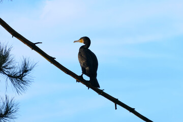 Great cormorant on a branch