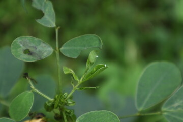 A tiny egg of a grass yellow butterfly is stick on the leaf edge of a Cassia Tora