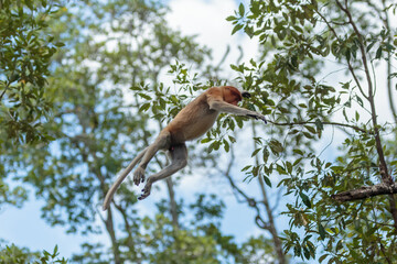 The proboscis monkey (Nasalis larvatus) or long-nosed monkey is a reddish-brown arboreal Old World monkey with an unusually large nose. It is endemic to the southeast Asian island of Borneo.