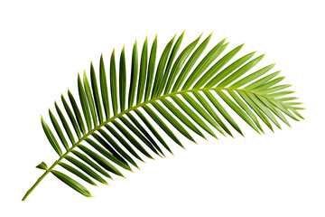 Fototapeta premium Tropical green palm leaf cut out, Palm leaf on a transparent background