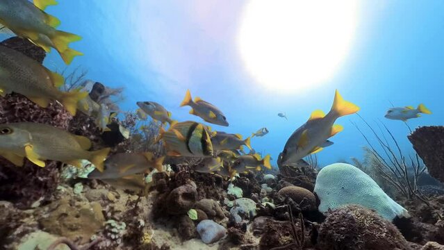 School of schoolmaster snapper and pork fish in Caribbean waters of the Jardines de la Reina (Gardens of the Queen) in Cuba. Shot on insta360 with the invisible housing. Dynamically framed 4K shots.
