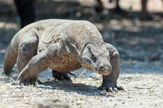 The Komodo dragon (Varanus komodoensis), also known as the Komodo monitor, is a species of lizard found in the Indonesian islands of Komodo, Rinca, Flores, and Gili Motang.