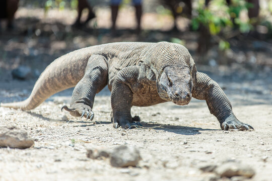 The Komodo dragon (Varanus komodoensis), also known as the Komodo monitor, is a species of lizard found in the Indonesian islands of Komodo, Rinca, Flores, and Gili Motang.