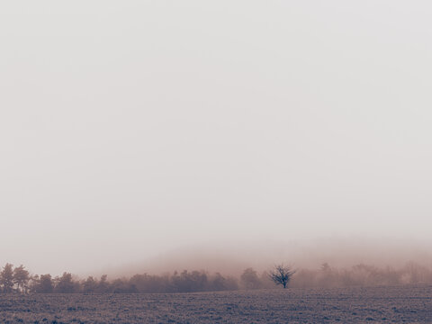 Lonely tree in a foggy landscape with a tree line and the hill hiding in the mist.