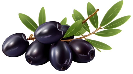 A black fruit on a branch isolated on transparent background png.