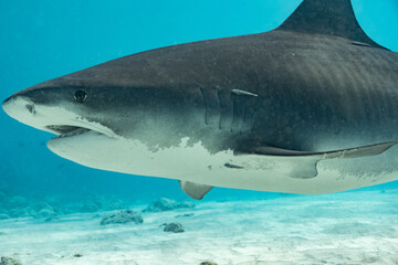 Naklejka premium Tiger Shark - Tigerhai - Maldives - Malediven