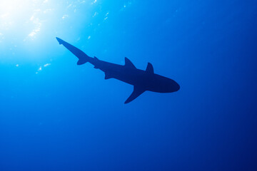 Naklejka na ściany i meble Grey Reef Shark - Grauer Riffhai - Maldives - Malediven