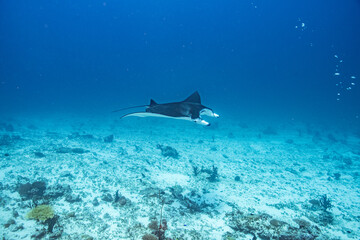 Obraz premium Manta Ray, Ray, Stingray - Teufelsrochen, Rochen 