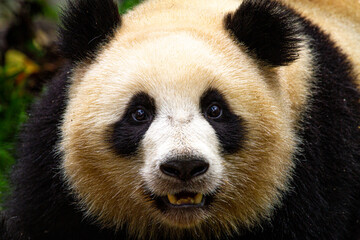 Giant panda bear