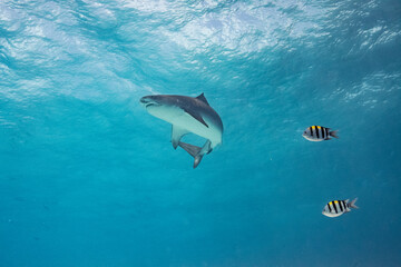 Obraz premium Tiger Shark - Tigerhai - Maldives - Malediven