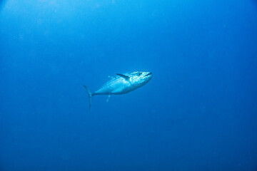 Tuna - Thunfisch - Maldives - Malediven