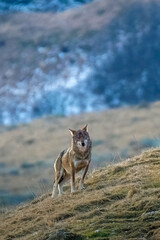 Italian wolf (Canis lupus italicus or Canis lupus lupus) standing in an alpine meadow against snowy forest background, Wild animal, Alps, Italy.
