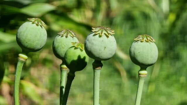 Green heads of opium poppy seeds growing in a field, close-up.