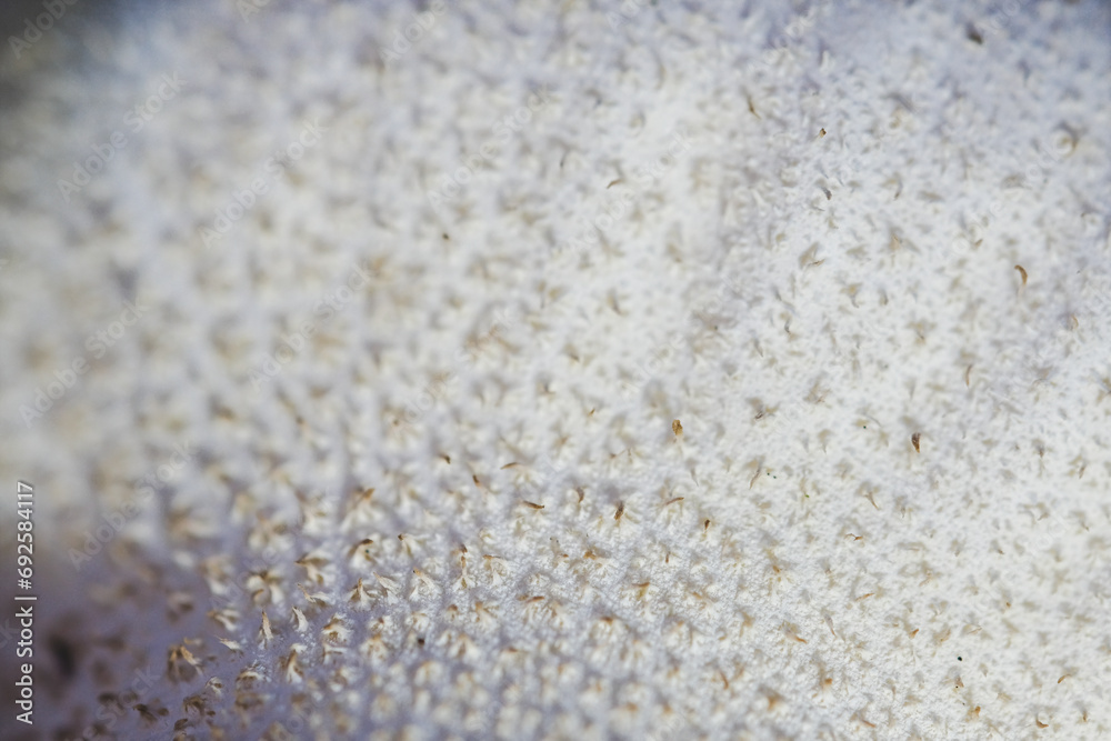 Wall mural white texture of common puffball mushroom. White hairy background. Organic texture.