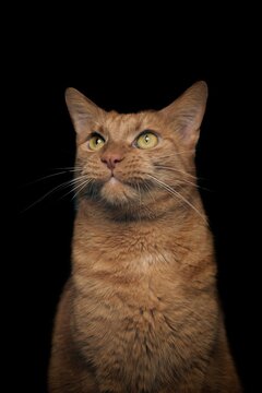 Funny red cat sitting on lambskin and looking at camera. Vertical image with black background.	