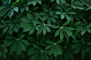 close up green cassava leaf texture background