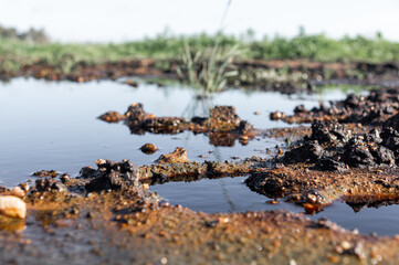 Environmental Impact: Details of Pollution in a Puddle with Blurred Vegetation in the Background.