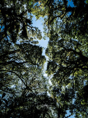 Picture of the branches of a big tree in the forest When viewed from the ground The branches and leaves covered every area in the forest.