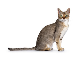Cute curious Singapura cat, sitting up side ways. Looking towards camera with the typical green eyes. Isolated on a white background. - obrazy, fototapety, plakaty