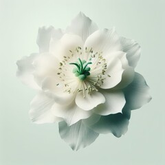 white lotos on green background - obrazy, fototapety, plakaty