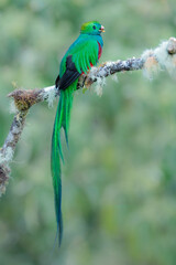 A beautiful Resplendent quetzal perched on a tree