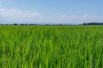 青空と広大な田んぼ