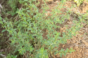 Obraz premium Licorice weed plant