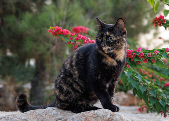 Cats in the morning in Cyprus.
