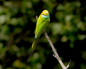 bee eater on a branch