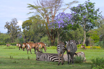 Herd of African zebra graze on the picturesque shore of Lake Naivasha in Kenya