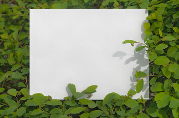 Spring background with frame. Green leaves and paper for greeting text. Template for greeting card, invitation, flyer, banner, poster. 