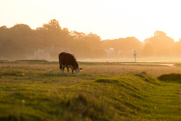 Cows grazing open field at sunrise