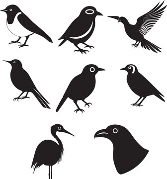 Different Types Of Birds Vector Illustration