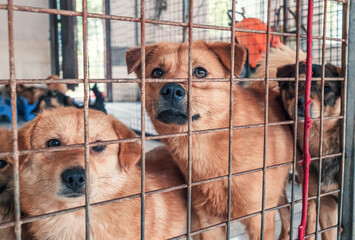 Lonely sad abandoned stray dogs behind the fence at animal shelter. Best human's friends waiting...
