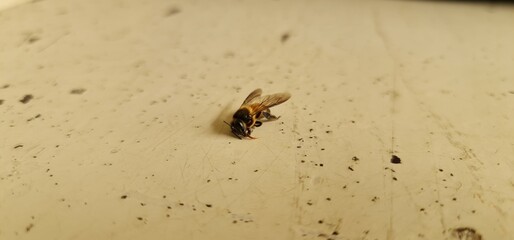 Close up of a deceased honey bee, highlighting fragility and environmental concerns