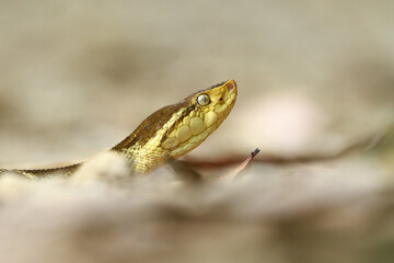 Bothrops asper is a species of pit viper occurring at low to moderate elevations in northeast Mexico and Central America