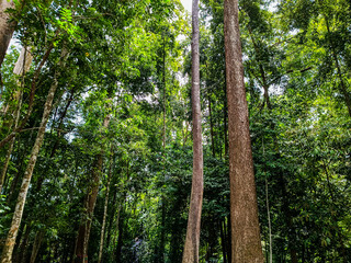 Fototapeta premium tropical forest in the jungle
