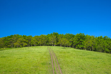 green hill with an oak grove against a blue sky