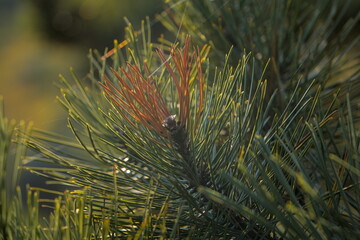 Naklejka na ściany i meble a conifer branch taken from a close-up