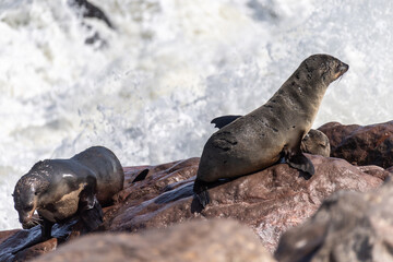 Detail of the seal colony at Cape Cross, off the skeleton coast of Namibia.