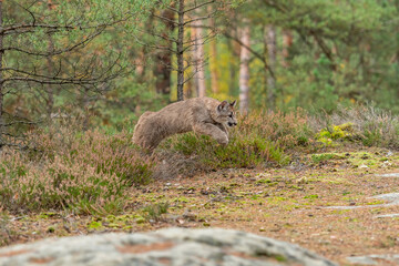 Cougar (Puma concolor), also commonly known as the mountain lion, puma, panther, or catamount. is the greatest of any large wild terrestrial mammal in the western hemisphere.