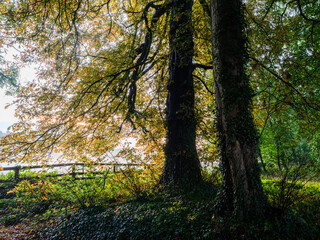 Fototapeta premium Ethereal English Forest