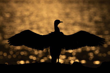 Socotra cormorant drying its wings and bokeh of light during sunrise, Bahrain
