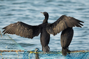 Socotra cormorant perched on fishing net  at Busaiteen coast, Bahrain