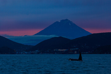 Sunrise landscape Petropavlovsk Kamchatsky and Koryaksky Volcano with killer whale. Concept Travel photo Kamchatka Peninsula Russia