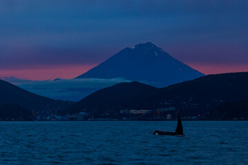 Sunrise landscape Petropavlovsk Kamchatsky and Koryaksky Volcano with killer whale. Concept Travel...